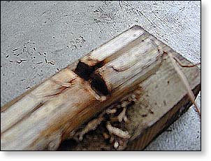 Fire Saw