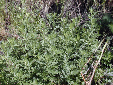 Mugwort