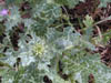 Milk_thistle1