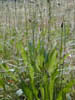 Narrowleaf_plantain2