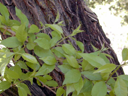 Osage_orange