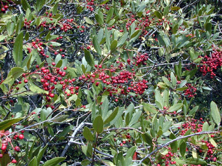 Toyon