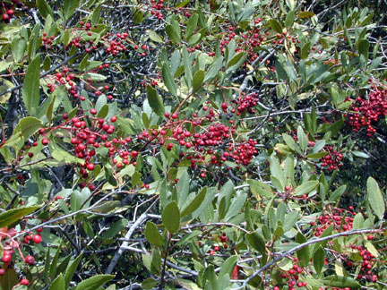 Toyon