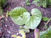 Wild_ginger