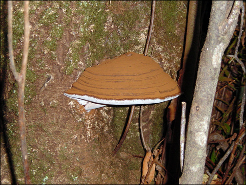 artist conk mushroom identification